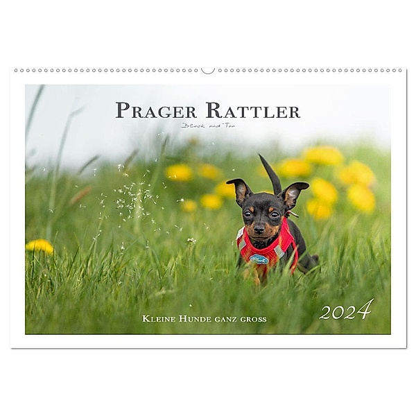 Prager Rattler - Black and Tan - Kleine Hunde ganz groß (Wandkalender 2024 DIN A2 quer), CALVENDO Monatskalender, Julo - Seelenbilder