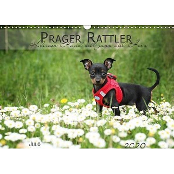 Prager Rattler (Wandkalender 2020 DIN A3 quer)