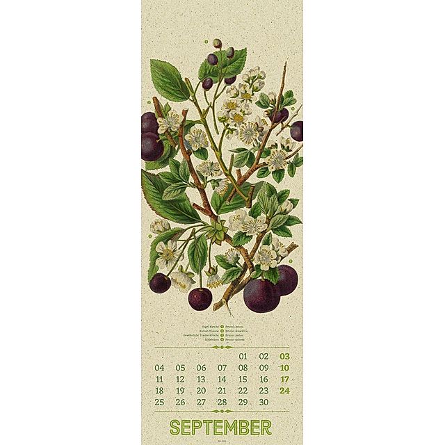 Pratt, A: Wildwuchs Botanische Illustrat. Kalender 2023 online kaufen -  Orbisana