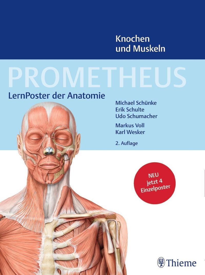 Prometheus Lernposter Der Anatomie Knochen Und Muskeln 4 Poster Weltbild Ch