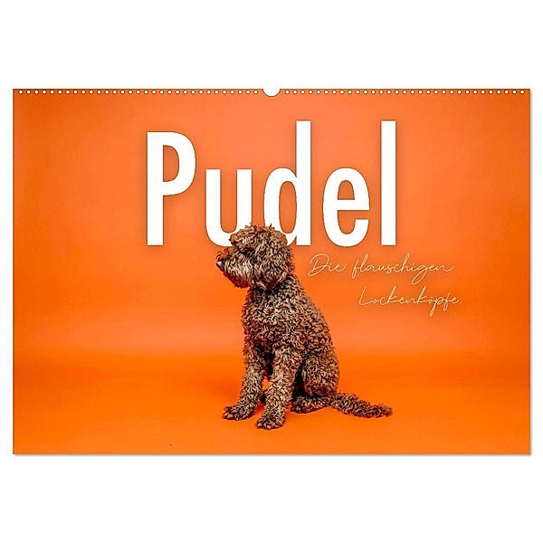 Pudel - Die flauschigen Lockenköpfe. (Wandkalender 2024 DIN A2 quer), CALVENDO Monatskalender, SF