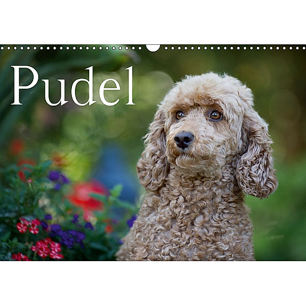 Pudel (Wandkalender 2019 DIN A3 quer), Nicole Noack