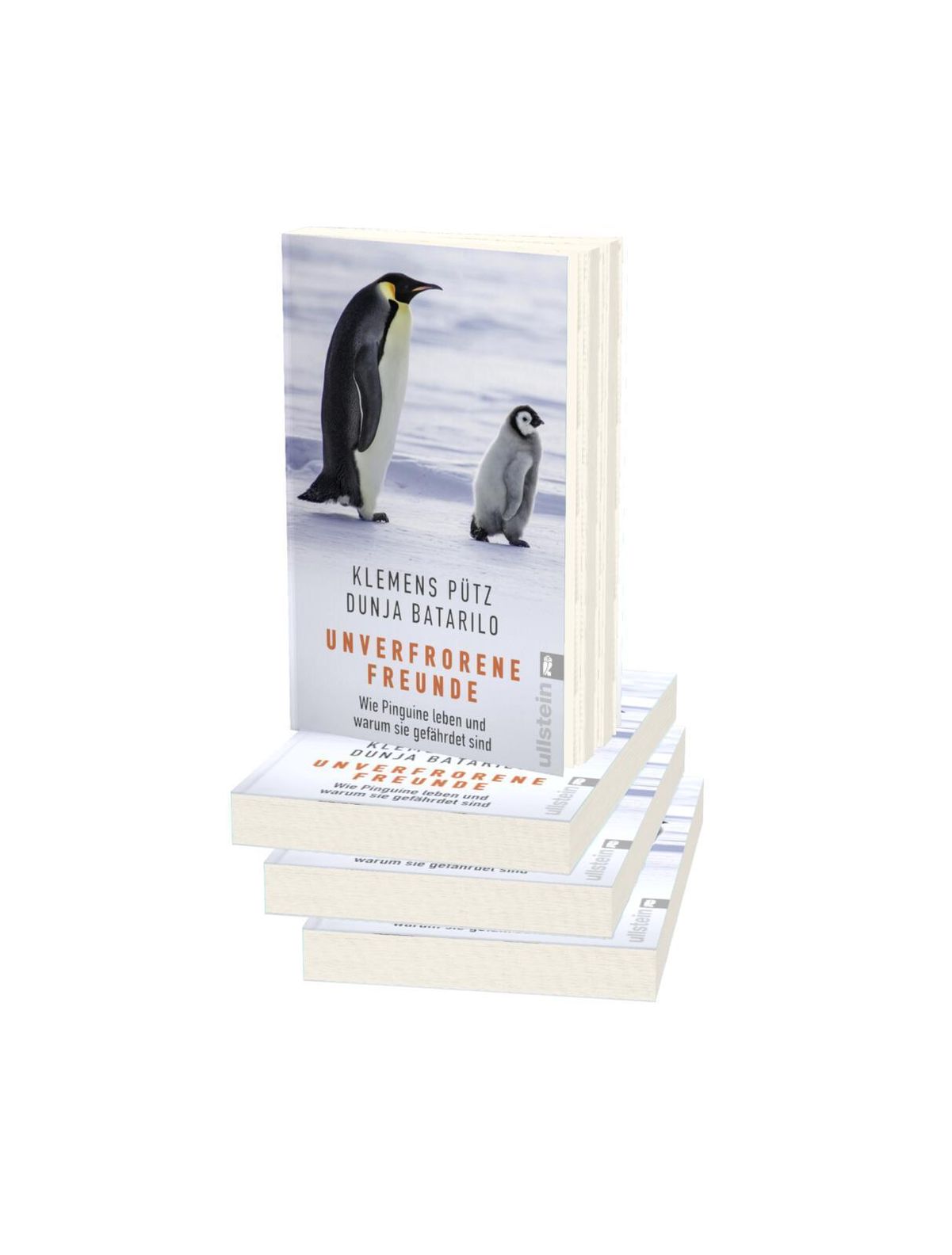 Pinguine: Warum der Klimawandel Königspinguine gefährdet, Artenschutz, Tiere, Natur, Verstehen