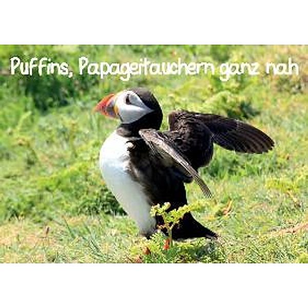 Puffins, Papageitauchern ganz nah (Wandkalender 2014 DIN A3 quer), Natascha Valder