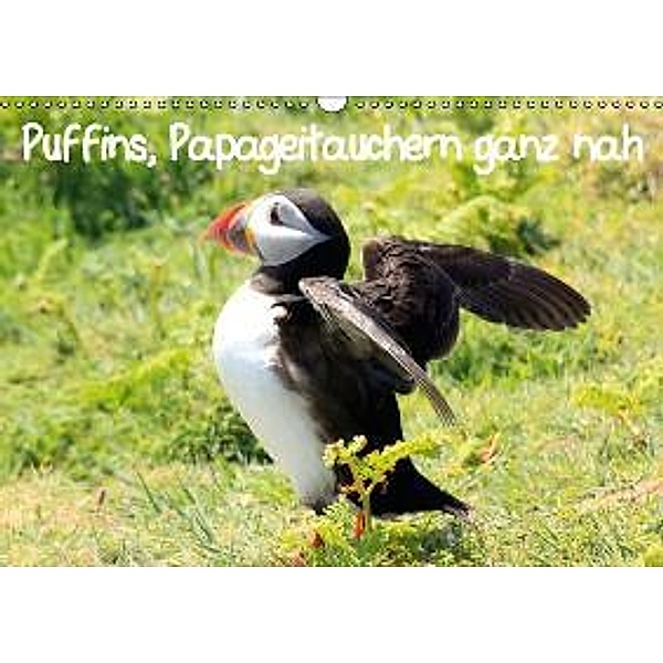 Puffins, Papageitauchern ganz nah (Wandkalender 2016 DIN A3 quer), Natascha Valder