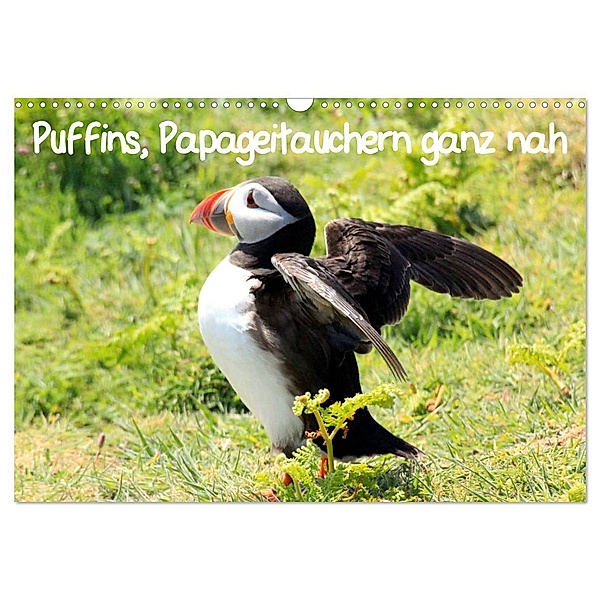 Puffins, Papageitauchern ganz nah (Wandkalender 2024 DIN A3 quer), CALVENDO Monatskalender, Natascha Valder