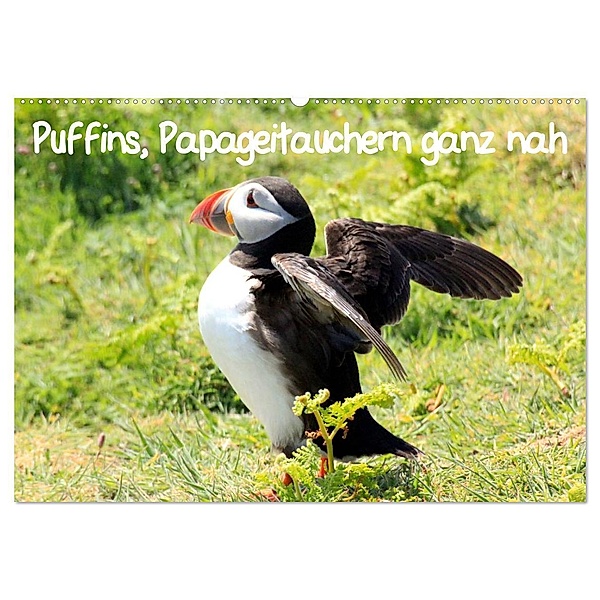 Puffins, Papageitauchern ganz nah (Wandkalender 2024 DIN A2 quer), CALVENDO Monatskalender, Natascha Valder