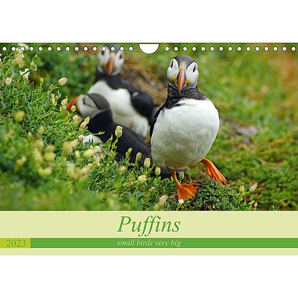 Puffins - small birds very big (Wall Calendar 2023 DIN A4 Landscape), Babett Paul - Babett's Bildergalerie