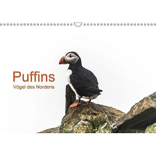 Puffins - Vögel des Nordens (Wandkalender 2017 DIN A3 quer), Geertje Jacob