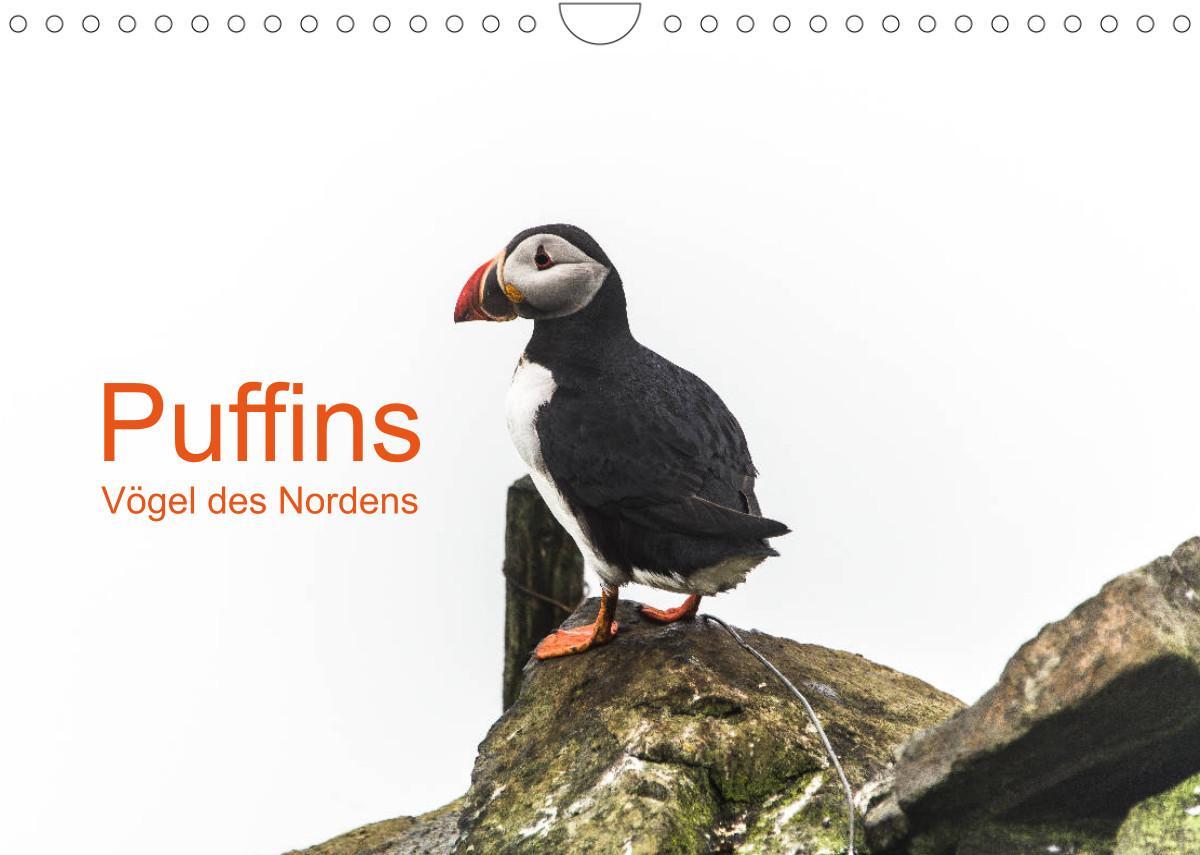 Puffins - Vögel des Nordens (Wandkalender 2023 DIN A4 quer)