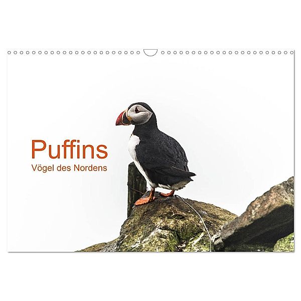 Puffins - Vögel des Nordens (Wandkalender 2024 DIN A3 quer), CALVENDO Monatskalender, Geertje Jacob