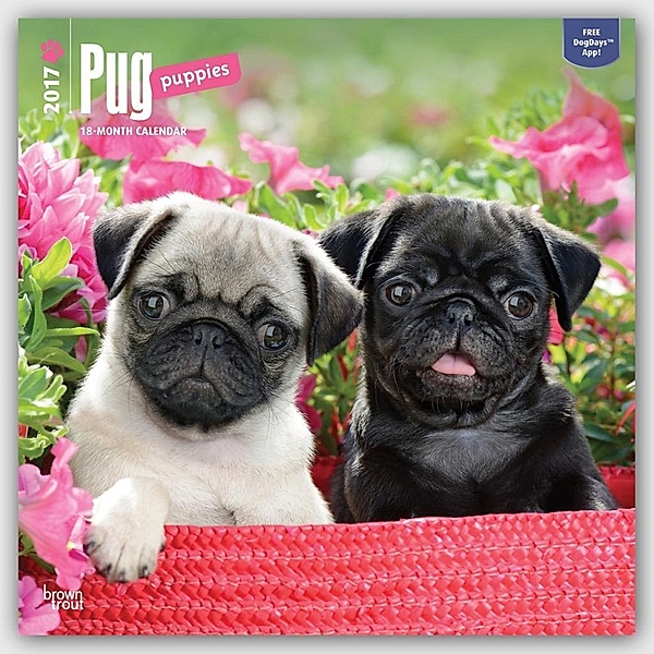Pug Puppies 2017 Square, Inc Browntrout Publishers