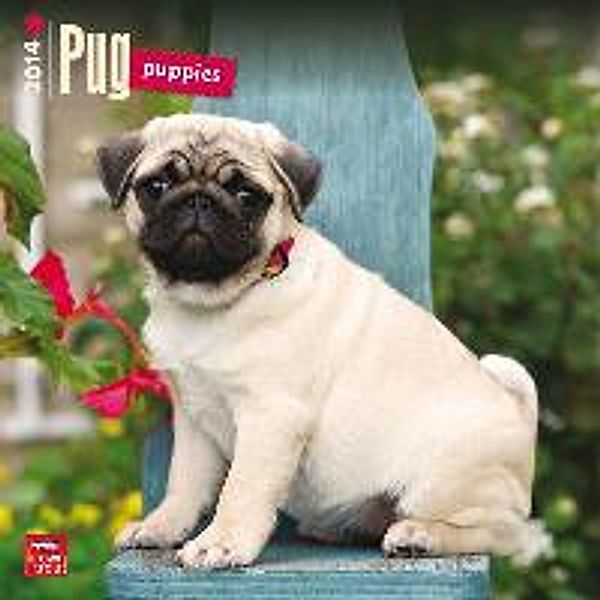 Pug Puppies Calendar