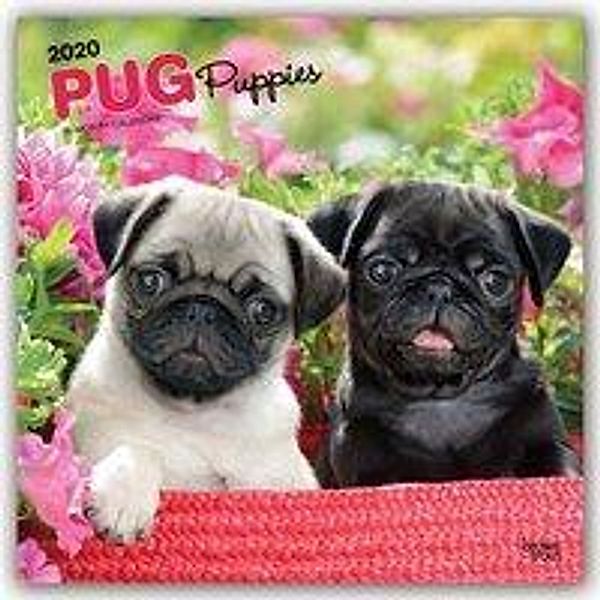 Pug Puppies - Mopswelpen 2020, BrownTrout Publisher