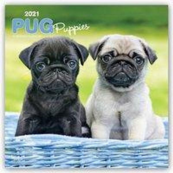 Pug Puppies - Mopswelpen 2021 - 16-Monatskalender mit freier DogDays-App, BrownTrout Publisher