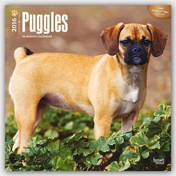Puggles 2016