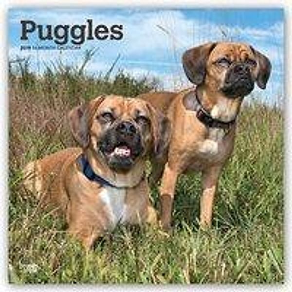Puggles 2019 - 18-Monatskalender mit freier DogDays-App