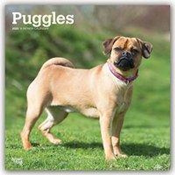 Puggles 2020, BrownTrout Publisher