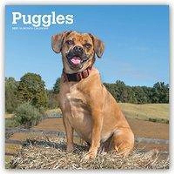 Puggles 2021 - 16-Monatskalender mit freier DogDays-App, Puggles 2021