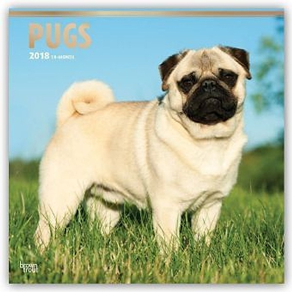Pugs - Möpse 2018 - 18-Monatskalender mit freier DogDays-App, BrownTrout Publisher