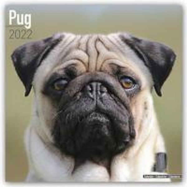 Pugs- Möpse 2022 - 16-Monatskalender, Avonside Publishing Ltd