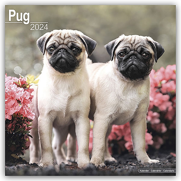 Pugs - Möpse 2024 - 16-Monatskalender, Avonside Publishing Ltd