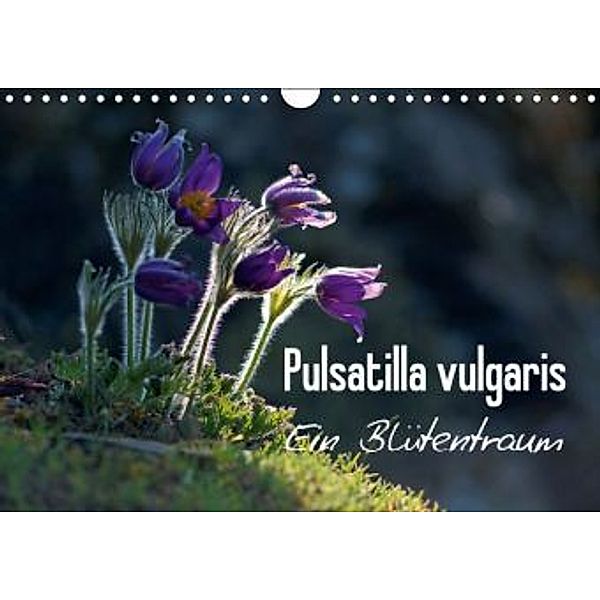 Pulsatilla vulgaris-Ein Blütentraum in freier Natur (Wandkalender 2016 DIN A4 quer), Lutz Klapp