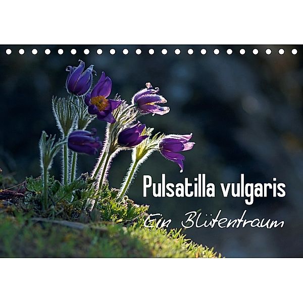 Pulsatilla vulgaris - Ein Blütentraum (Tischkalender 2018 DIN A5 quer), Lutz Klapp