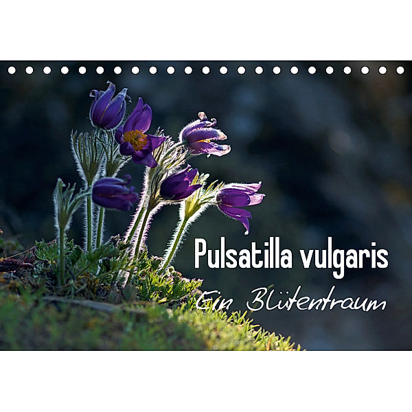 Pulsatilla vulgaris - Ein Blütentraum (Tischkalender 2019 DIN A5 quer), Lutz Klapp