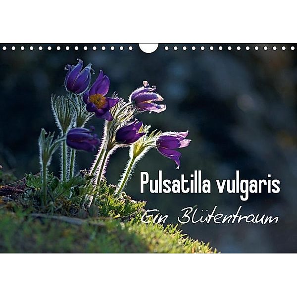 Pulsatilla vulgaris - Ein Blütentraum (Wandkalender 2017 DIN A4 quer), Lutz Klapp