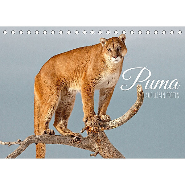 Puma: Auf leisen Pfoten (Tischkalender 2023 DIN A5 quer), Calvendo
