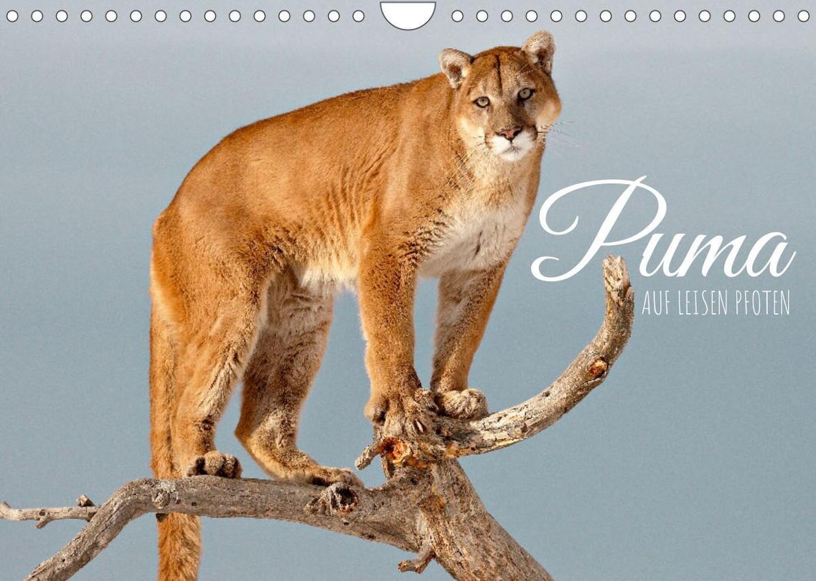 Puma: Auf leisen Pfoten Wandkalender 2022 DIN A4 quer - Kalender bestellen