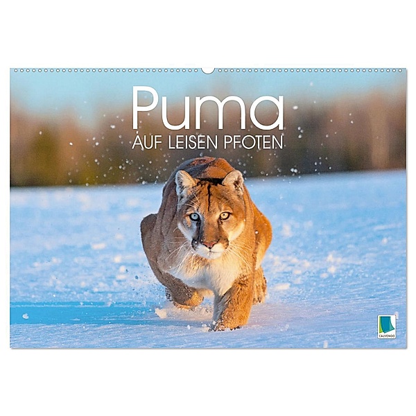 Puma: Auf leisen Pfoten (Wandkalender 2025 DIN A2 quer), CALVENDO Monatskalender, Calvendo