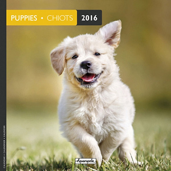 Puppies 2016. Chiots