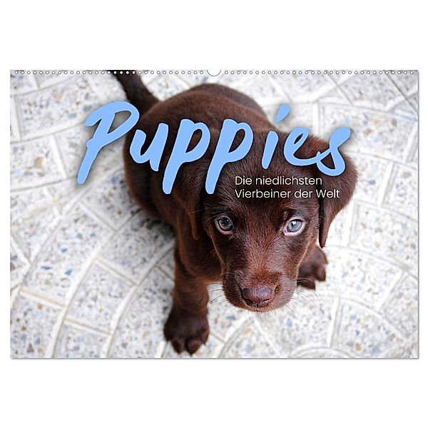 Puppies - Die niedlichsten Vierbeiner der Welt. (Wandkalender 2024 DIN A2 quer), CALVENDO Monatskalender, SF