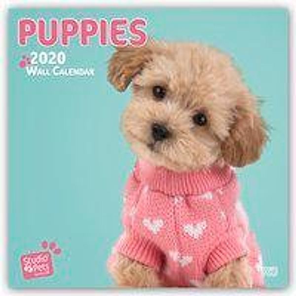 Puppies - Welpen 2020, Myrna Huijing