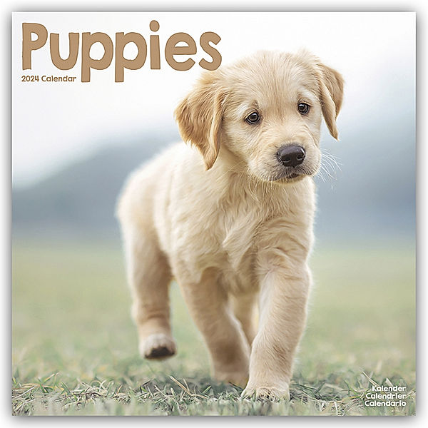 Puppies - Welpen 2024 16-Monatskalender, Avonside Publishing Ltd.