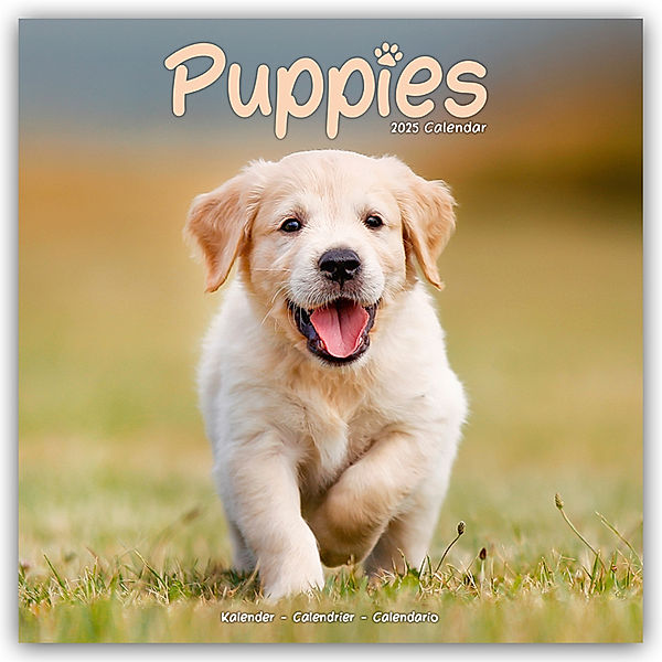 Puppies - Welpen 2025 16-Monatskalender, Avonside Publishing Ltd.