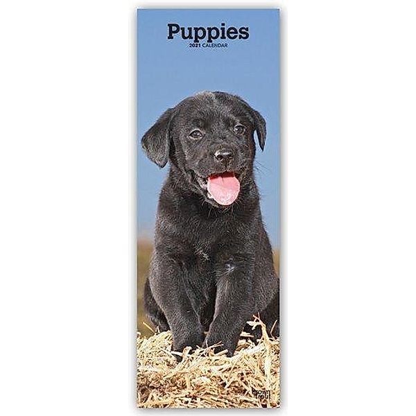 Puppies - Welpen - Hundewelpen 2021, BrownTrout Publishers