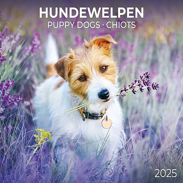 Puppy Dogs/Hundewelpen 2025