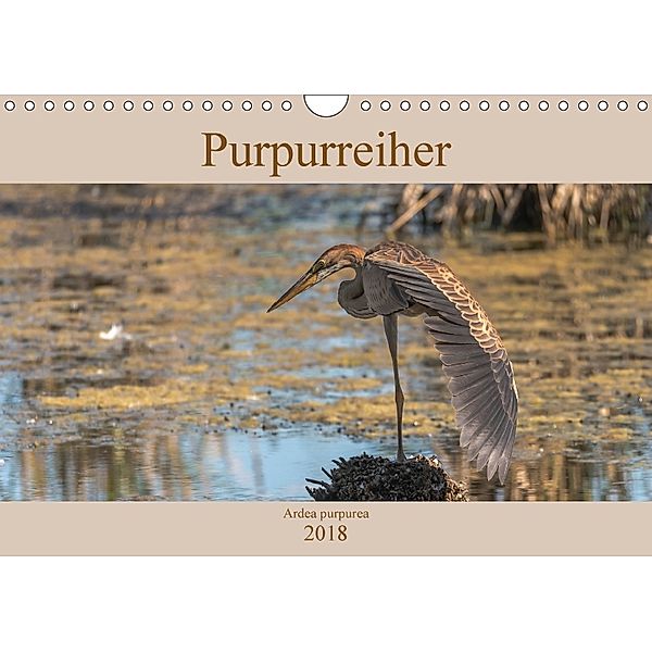 Purpurreiher (Wandkalender 2018 DIN A4 quer), André Köhn