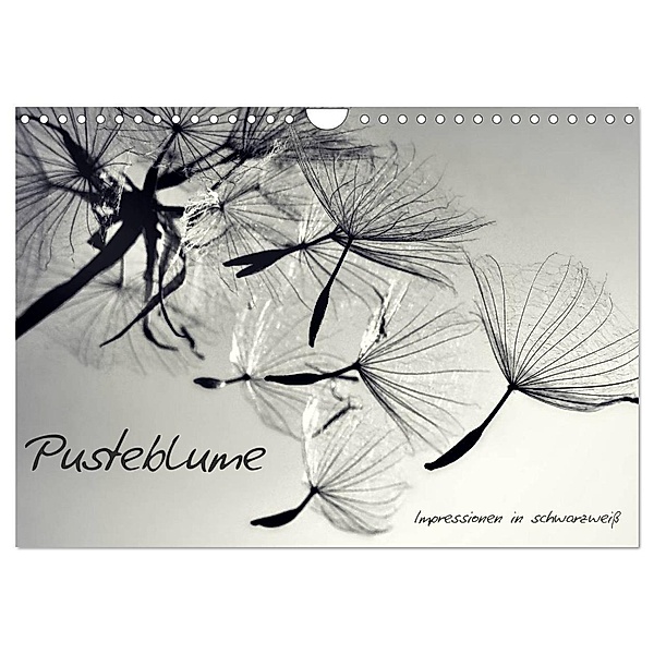 Pusteblume - Impressionen in schwarzweiss (Wandkalender 2024 DIN A4 quer), CALVENDO Monatskalender, Julia Delgado