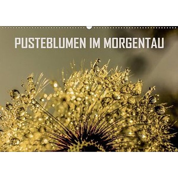 Pusteblumen im Morgentau (Wandkalender 2020 DIN A2 quer), reinhard sock