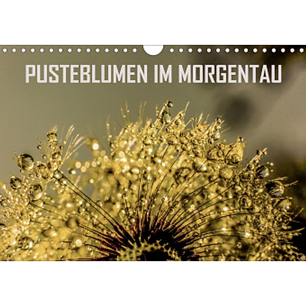 Pusteblumen im Morgentau (Wandkalender 2020 DIN A4 quer), Reinhard Sock