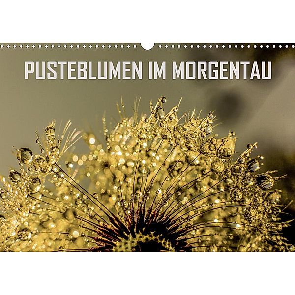 Pusteblumen im Morgentau (Wandkalender 2021 DIN A3 quer), Reinhard Sock