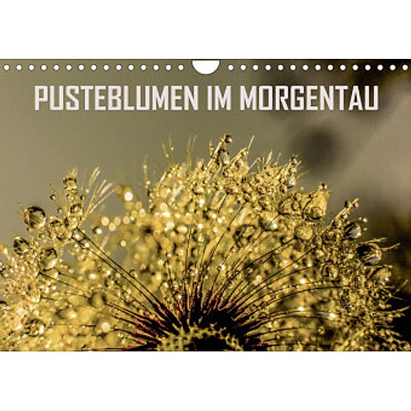 Pusteblumen im Morgentau (Wandkalender 2022 DIN A4 quer), Reinhard Sock