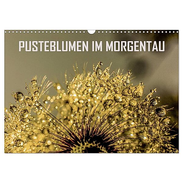 Pusteblumen im Morgentau (Wandkalender 2024 DIN A3 quer), CALVENDO Monatskalender, reinhard sock