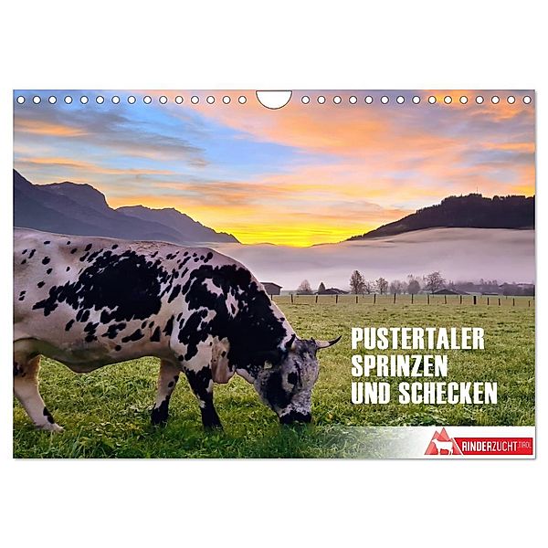 Pustertaler Sprinzen und Schecken in Österreich (Wandkalender 2024 DIN A4 quer), CALVENDO Monatskalender, Calvendo, Iris Schrattbauer