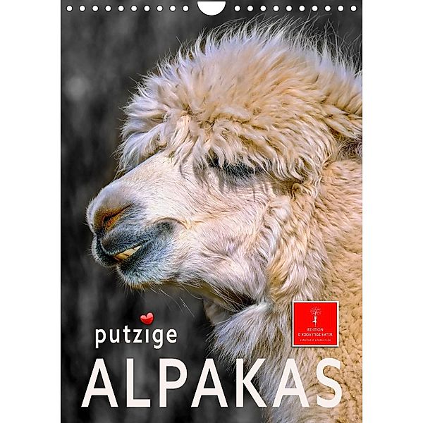 Putzige Alpakas (Wandkalender 2023 DIN A4 hoch), Peter Roder