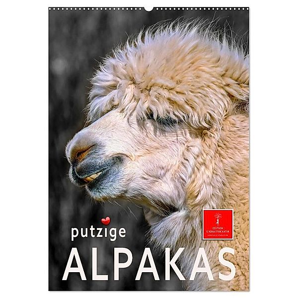 Putzige Alpakas (Wandkalender 2024 DIN A2 hoch), CALVENDO Monatskalender, Peter Roder